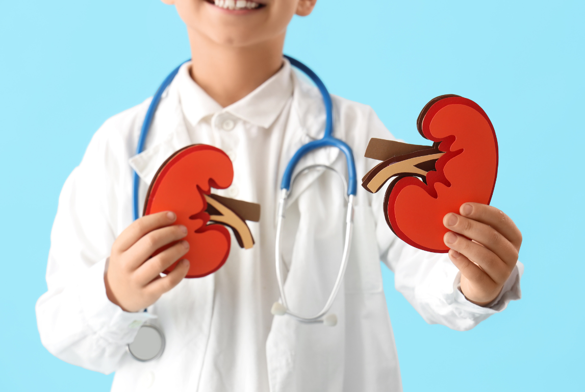 Anak mengenakan jas dokter memegang model ilustrasi ginjal berwarna merah.